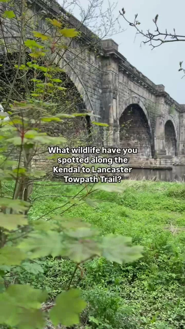 It’s International Day for Biological Diversity and what better place to celebrate it than by getting out to enjoy the Canal Towpath Trail!

Stretching through a beautiful blue and green corridor between Kendal and Lancaster - the trail is a haven for wildlife - from butterflies and bees to birds, swans and even otters if you’re lucky.

Whether you're walking, cycling or paddling, every journey along the towpath offers a chance to slow down, look closely and really appreciate the natural world around you.

Today is also an important reminder to respect it, protect it and help repair what’s been lost.

Small actions, like picking up litter, picking up dog poo or staying on the path, can make a big difference to local habitats.

Take a moment to appreciate the wildflowers, the birdsong and the quiet connections that make this trail so special 🥰

📍 Learn more about the trail’s rich biodiversity on our website - "Appreciate It" page via the link in our bio.

#BiologicalDiversityDay #LancasterCanal #TowpathTrail #Biodiversity #RespectProtectRepair #NatureWalks #LancashireWildlife #AppreciateIt