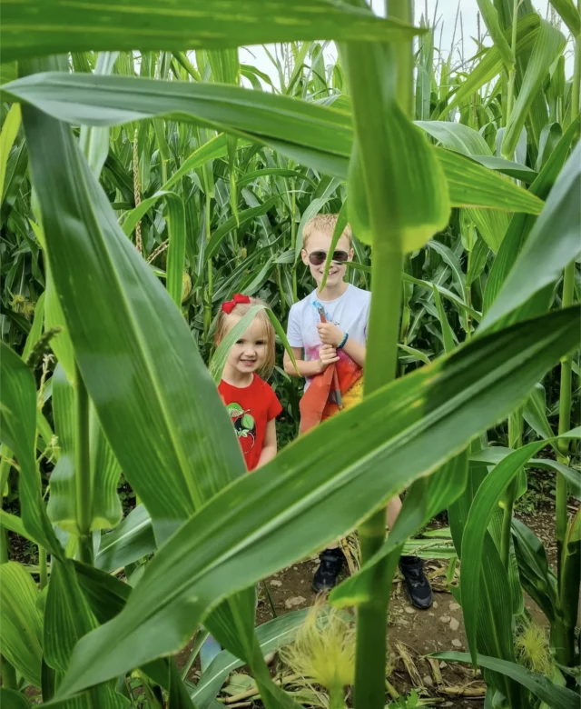 We're so excited that the infamous Maize Maze at Lakeland Maize Farm Park is due to reopen on the 12th July!

If you've never been before, there is SO much going on, we definitely recommend a visit to our friends there. You could even make a day of it by enjoying a family walk along the towpath - if you enter / exit at Sedgewick, it's just a 5 minute walk away from the towpath.

Lakeland Maize Farm Park is a working farm, giving kids (and parents!) the chance to see cattle, sheep and pigs but there are also ferrets, rabbits, small rodents, llamas, alpacas, goats, ponies and donkeys.

Each day at set times you can meet the pets, help to groom the pony or hear the talks about Ferrets!

If that wasn't enough there is also a soft play area, air bouncers, a mega slide, tractor rides, water wars area and for the dare devils amongst you - a cresta run!

Find out more on their website via their social media pages @lakelandmaze1

#LakelandMaizeMaze #SouthLakes #Cumbria #WhatsOnCumbria #Kendal #Sedgewick #FamilyFun
